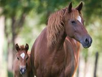 horse-01
